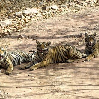 tourhub | Alkof Holidays | Golden Triangle Tour with Ranthambore 