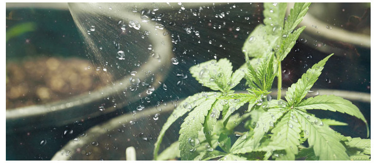 Steps to Avoid Overwatering Cannabis Plants
