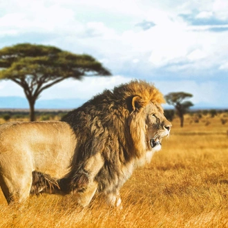 tourhub | Jossec Tours and Safaris | 3-Day/2-Night Maasai Mara Group Safari From Nairobi 