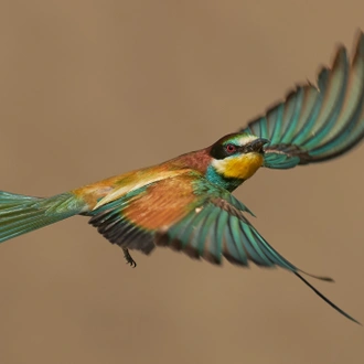 tourhub | Bunica Maria | Meet the Danube Delta – Bird watching tour 