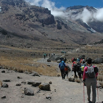 tourhub | Explore! | Kilimanjaro - Lemosho Trek + Safari Extension 