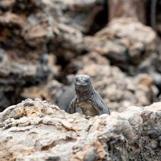 tourhub | Intrepid Travel | Grand Galapagos (Grand Queen Beatriz) 