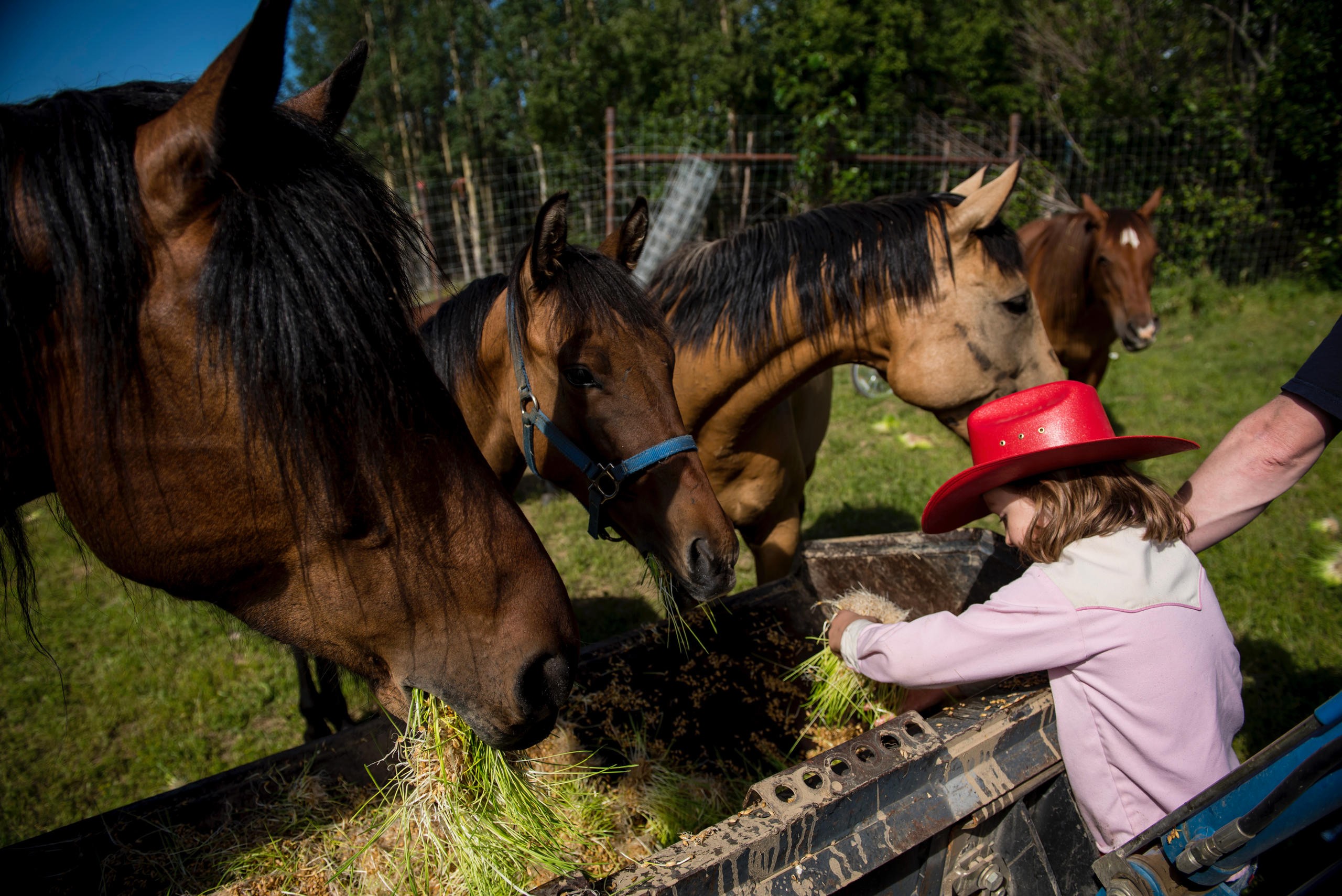Girl feeding horses
