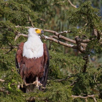 tourhub | Finot Tour and Safari Ethiopia | Bird Watching 13 Days Tour Package 