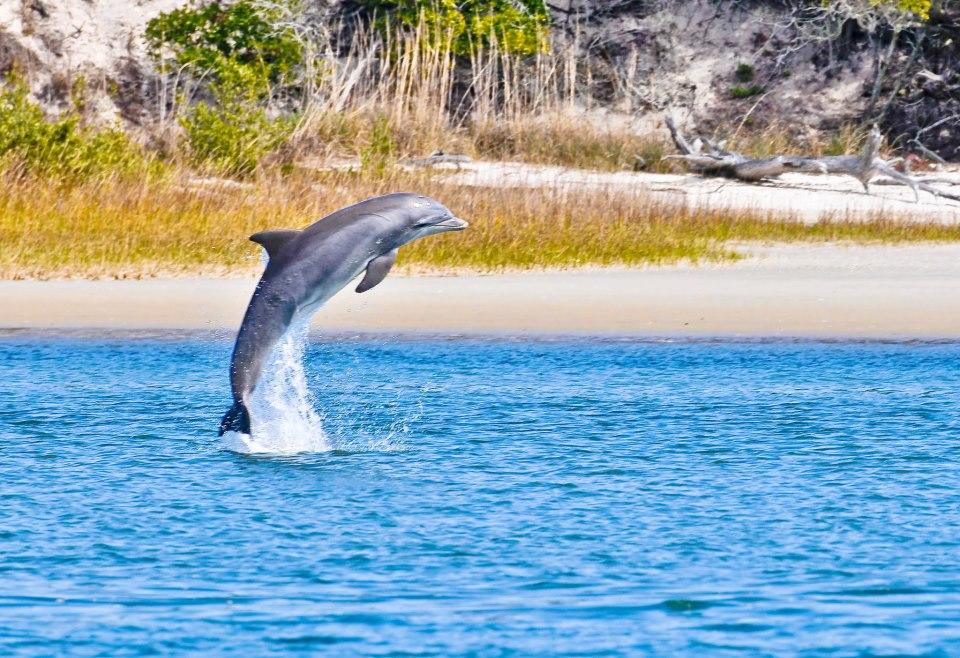 Eco Boat Tours