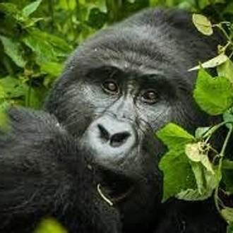 tourhub | Trek Rwenzori Tours | 3 Days Gorilla Trekking in Uganda 