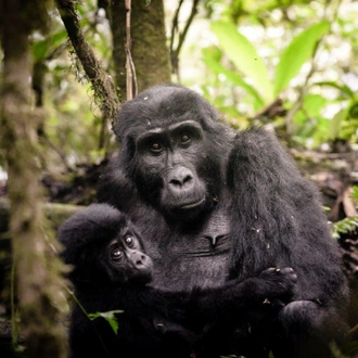 tourhub | ARP Travel Group | Bwindi by Air – Sanctuary Gorilla Forest Camp, Private Tour (On Request) 