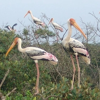 tourhub | Agora Voyages | Bhitarkanika Mangrove Forest Tour 