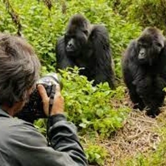 tourhub | Alaitol Safari | Rwanda & Uganda Gorilla Experience  