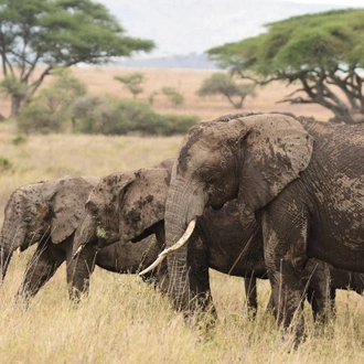 tourhub | Tanzania Wildlife Adventures | Elephant Safari Discover 