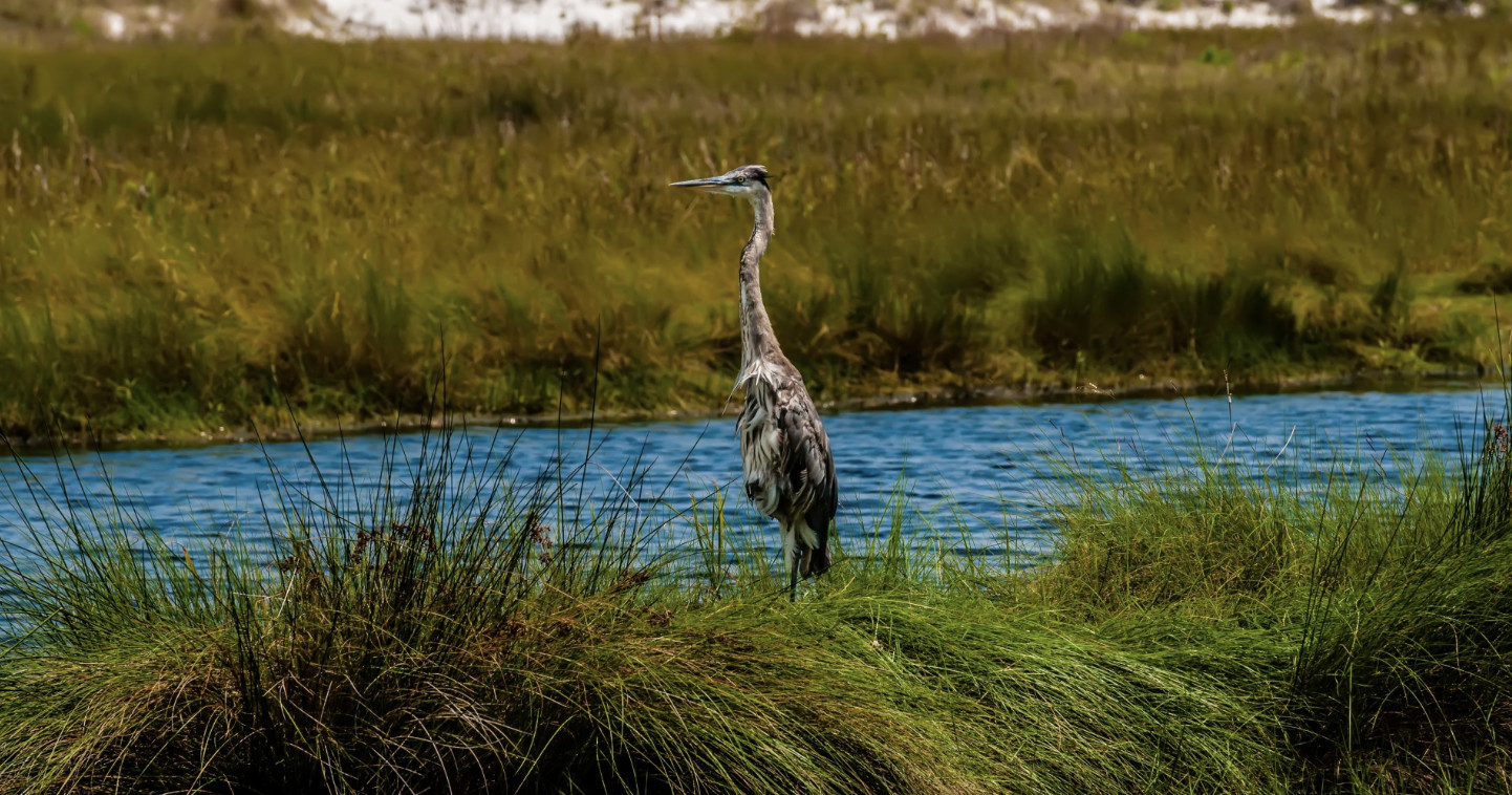 Everglades National Park Sea Kayak Tour