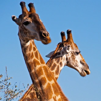 tourhub | Intrepid Travel | South Africa Family Safari with Teenagers 