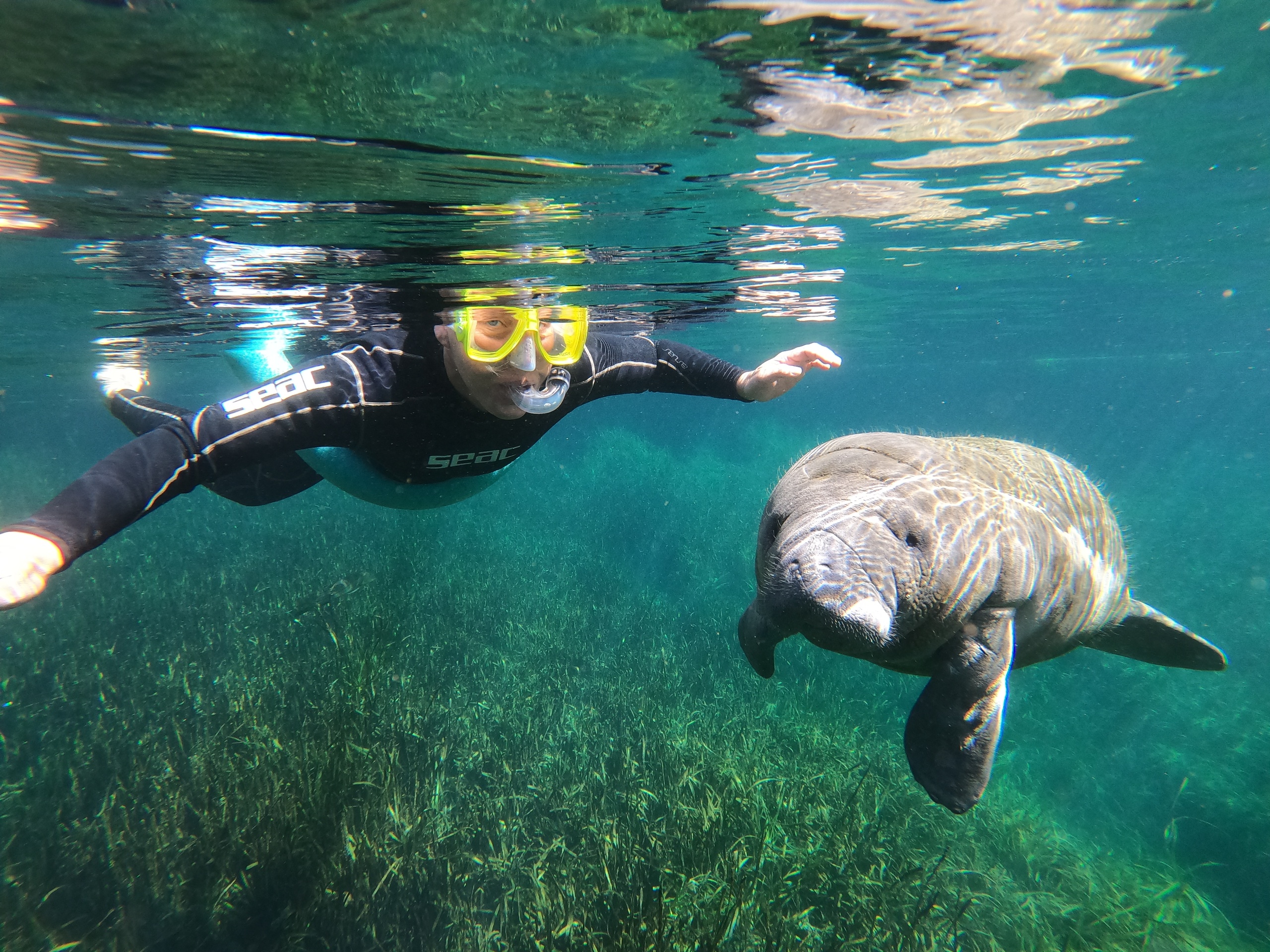 Semi-Private-Snorkeling with Manatees Crystal River Florida