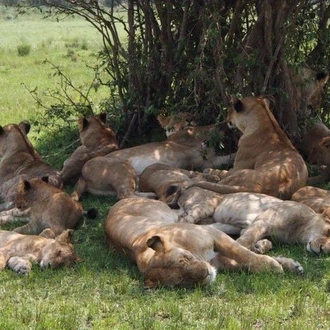 tourhub | Gracepatt Ecotours Kenya | Private 6 Days Aberdares, Lake Nakuru and Masai Mara Wildlife Safari 