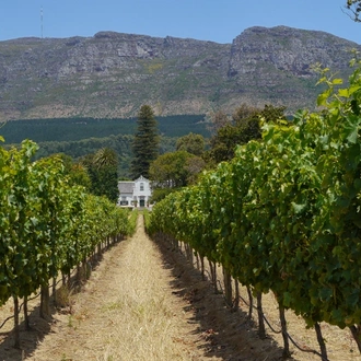 Art and Wine in Cape Town, Private tour