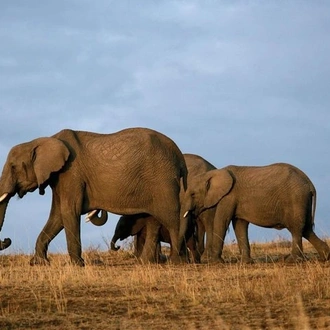 tourhub | Gracepatt Ecotours Kenya | 3-Days Tsavo West National Park Wildlife Safari From Nairobi 