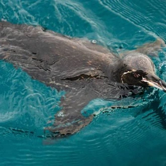 tourhub | World Expeditions | Galapagos Islands: Volcanic Wonders aboard Origin, Theory & Evolve 