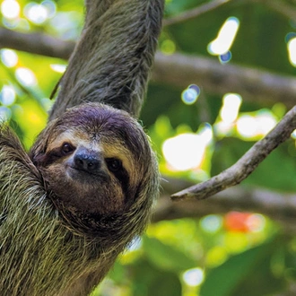 tourhub | Saga Holidays | Natural Wonders of Costa Rica - a wildlife haven 