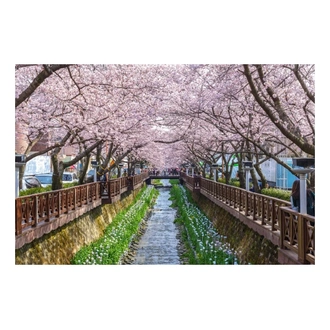 tourhub | Crooked Compass | Walking Through Cherry Blossoms 