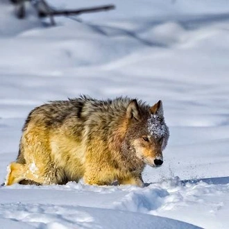 tourhub | On The Go Tours | Yellowstone in Winter - 6 days  