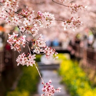tourhub | Crooked Compass | Walking Through Cherry Blossoms 
