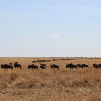 tourhub | Starluck Travel | 3 Days Masai Mara Road Package 