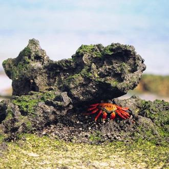 tourhub | G Adventures | Galápagos – West and Central Islands aboard the Reina Silvia Voyager (Cruise Only) 