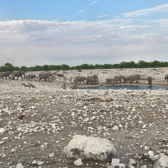 tourhub | Global Dream Travel | Safari: In and Around the Heart of Namibia 