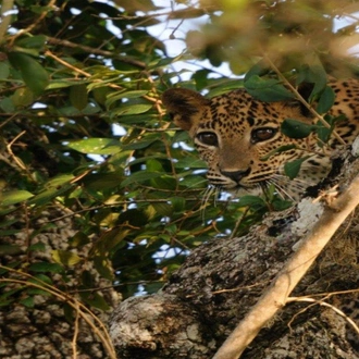 tourhub | Today Voyages | Leopards and Endemic Birds of Sri Lanka - Free Upgrade to Private Tour Available 