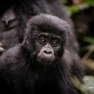 tourhub | ARP Travel Group | Bwindi by Air – Sanctuary Gorilla Forest Camp, Private Tour (On Request) 