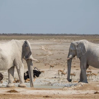 tourhub | Chameleon Safaris Namibia | 3 Day Etosha Express Accommodated Safari 