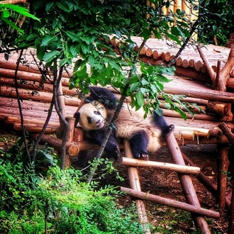 tourhub | The Dragon Trip | 14-day Panda Volunteering & Travel 