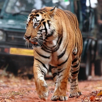 tourhub | Holiday Tours and Travels | 7-Days Golden Triangle with Ranthambore Tour 