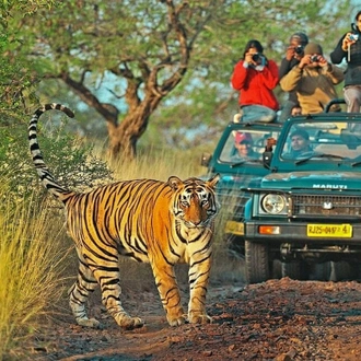 tourhub | Kamal Aviation Tours | Delhi: Ranthambore National Park 3-Day with Safari Rides 