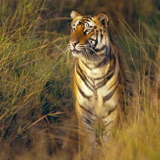 tourhub | UncleSam Holidays | Wildlife Photography Tour India 