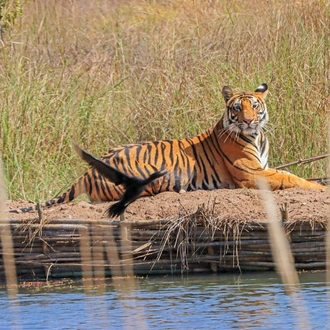 tourhub | Exodus Adventure Travels | India Tiger Safari 