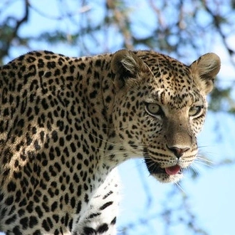 tourhub | Tanzania Royal Tours and Safaris | 6 Days Tanzania Luxury Serengeti tours 