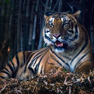 tourhub | Agora Voyages | Nagpur to Pench & Satpura National Park, Tiger Safari Tour 