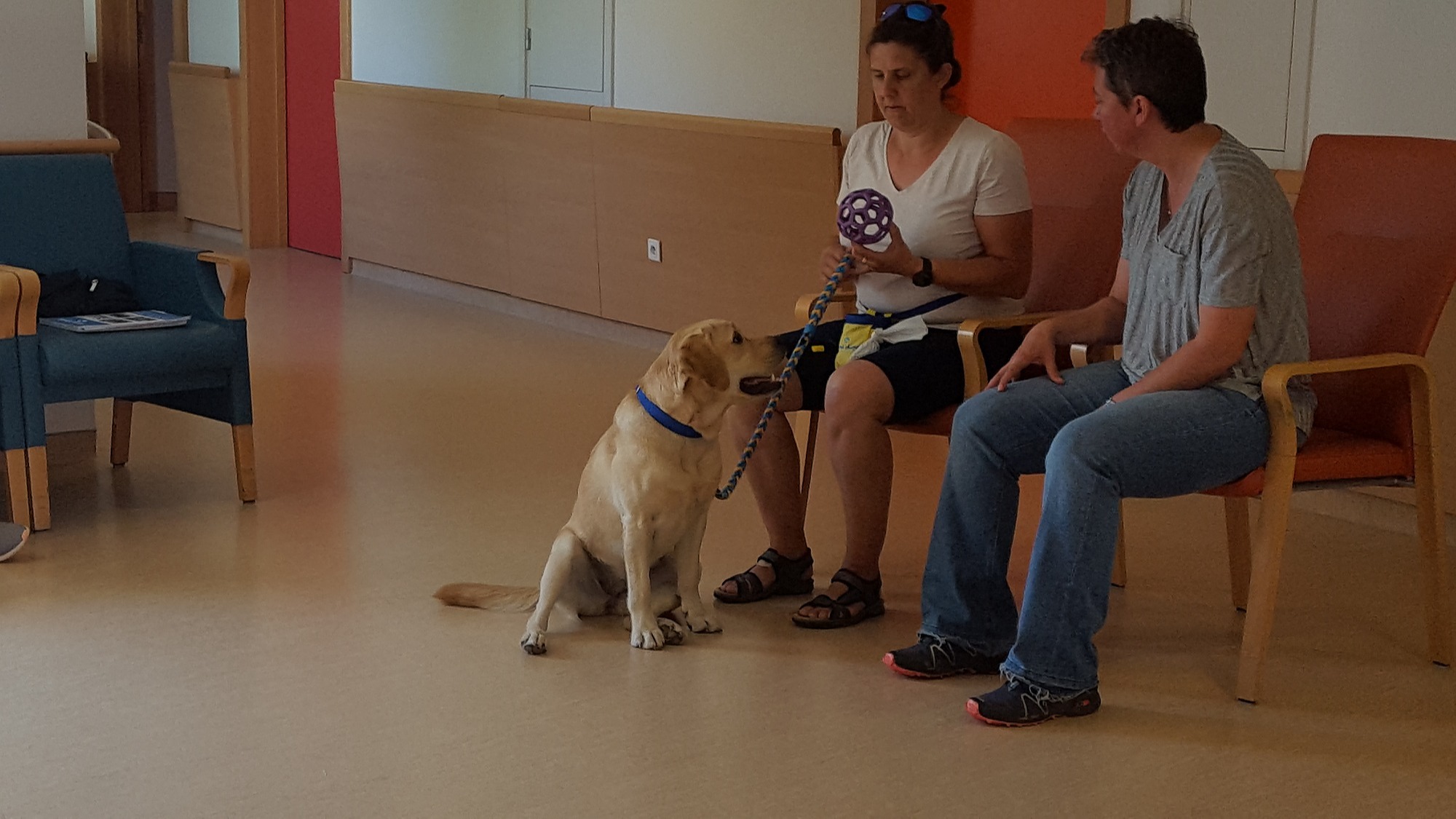 Représentation de la formation : Renforcement des compétences chiens/référents en établissement