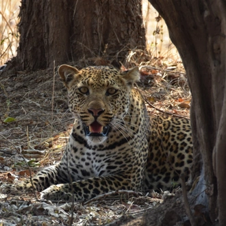 tourhub | Bundu Safaris Ltd | Kafue National Park 