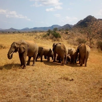 tourhub | Johnbow Tours and Travel | 3 Days Tsavo East & Tsavo West Safari 