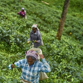 tourhub | SpiceRoads Cycling | Sri Lanka Spice Trails 