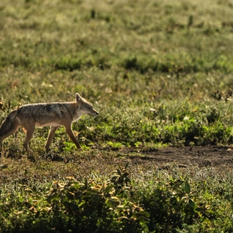 tourhub | Beach and Safari Holidays | Into the Heart of Africa: Big Five Jeep Safari in Tanzania 