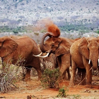 tourhub | Gracepatt Ecotours Kenya | 6 Days Amboseli Tsavo West & Taita Hills Safari  