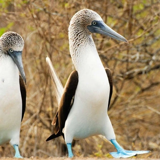 tourhub | Explore! | Volcanoes and Galapagos 