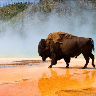 tourhub | Exodus Adventure Travels | Yellowstone Walks & Wildlife 