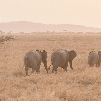 tourhub | Intrepid Travel | Serengeti Trail 