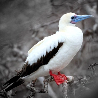 tourhub | Ecuador Galapagos Travels | 4-Day Galapagos Essential Budget 