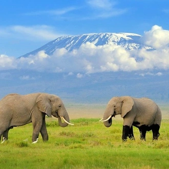 tourhub | Gracepatt Ecotours Kenya | 7 Days Tsavo West, Amboseli, Lake Nakuru & Masai Mara Wildlife Safari 