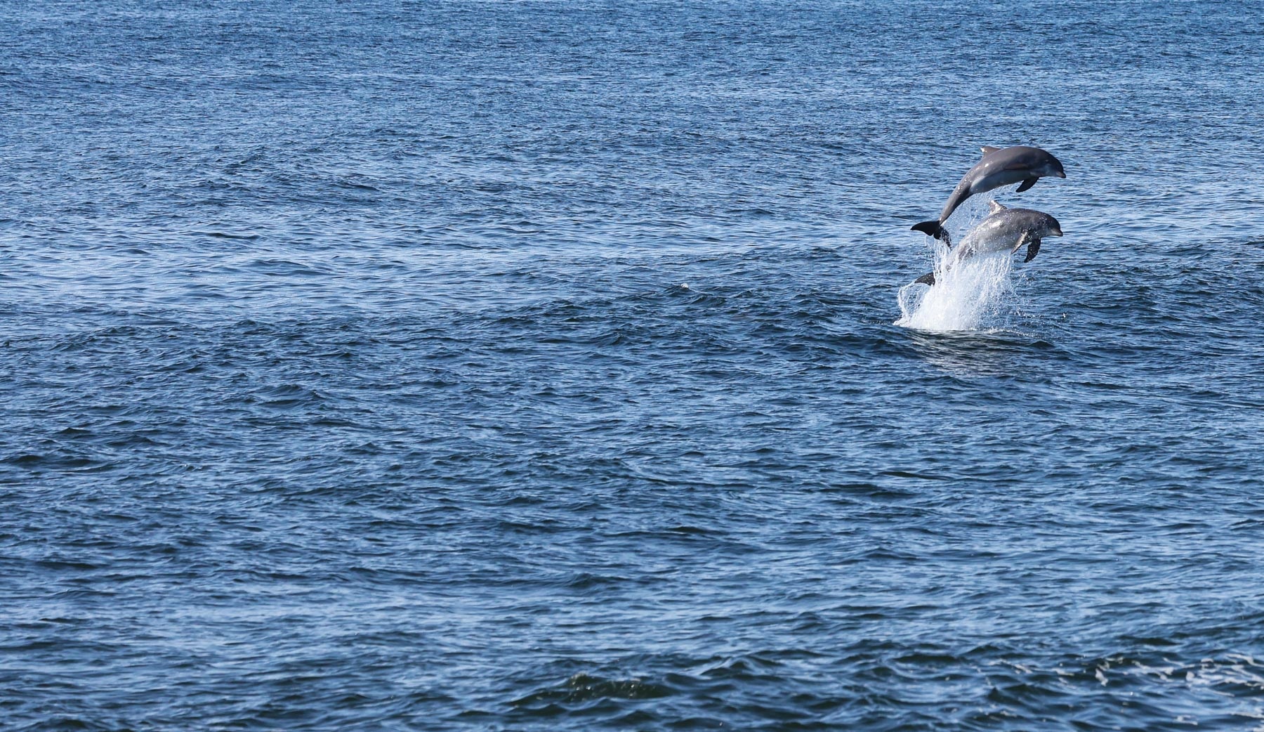 Dolphin /Whale  Tour Belmar NJ